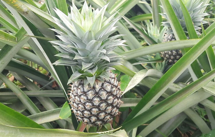 সম্প্রতি লাল মাটির আনারস জিআই পণ্য হিসেবেও স্বীকৃতি পেয়েছে। ফলে খুশি চাষি ও ব্যবসায়ীরা। এ আনারস এখন মধুপুরের অর্থনীতির প্রধান উৎস হিসেবে দাঁড়িয়েছে। প্রতি বছর কোটি কোটি টাকার আনারস বেচাকেনা হয়ে থাকে। প্রায় ৬ মাস কম-বেশি চলে বেচাকেনা।