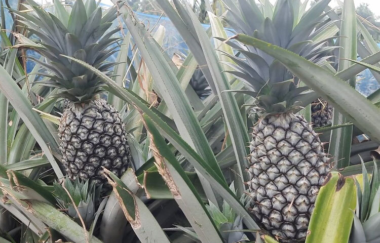জেলায় চলতি মৌসুমে ৭ হাজার ৭৯৪ হেক্টর জমিতে আনারস চাষ হয়েছে। লক্ষ্যমাত্রা নির্ধারণ করা হয়েছে ২ লাখ ৭২ হাজার মেট্রিক টন। এর মধ্যে মধুপুরে ৬ হাজার ৬৩০ হেক্টর জমিতে আনারস চাষ হয়েছে। এর মধ্যে ২ হাজার ৩৯২ হেক্টরে জলডুগি এবং ৪ হাজার ২২০ হেক্টরে ক্যালেন্ডার প্রজাতির আনারস চাষ হয়েছে। এ ছাড়া ফিলিপাইন থেকে আমদানি করা জাত এমডি-টু ১৮ হেক্টর চাষ হয়েছে। হেক্টর প্রতি ফলন ধরা হয়েছে ক্যালেন্ডার ৩৮ মেট্রিক টন, জলডুগি ২৭ মেট্রিক টন ও এমডিটু ৩৫ মেট্রিক টন।