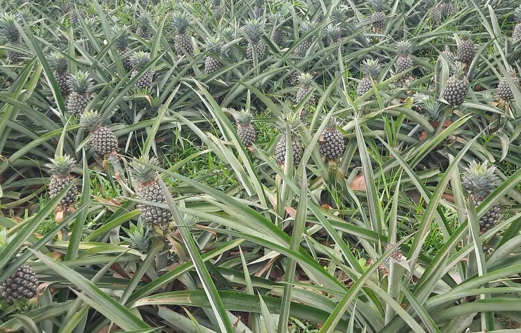 পাইকাররা বলছেন, মোকামগুলোর বাজার তুলনামূলকভাবে চাহিদা বেড়ে যাওয়ায় দামও বেড়েছে। ফলের মোকামে চাহিদা বেড়েছে। গরম বেশি থাকার কারণে চাহিদা বেশি। কৃষি বিভাগ বলছে, এ বছর মধুপুর গড়ে আনারসে ৭৬০ কোটি টাকার বাণিজ্যের সম্ভাবনা আছে।