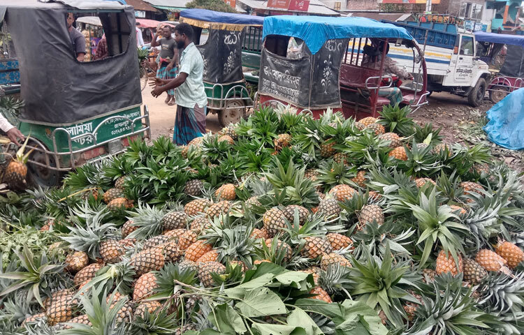 পাইকার-ক্রেতা বেশি থাকায় বাজারে প্রচুর আনারসের আমদানি থাকলেও দাম পড়েনি। গরমের কারণে এ বছর আনারসের চাহিদা বেড়েছে। দাম ভালো পাওয়ায় পাহাড়ে আনারসের আবাদও বেড়েছে বলে জানিয়েছেন চাষিরা। আনারস চাষে কৃষকদের পরামর্শ ও সহযোগিতা করে যাচ্ছে কৃষি বিভাগ।