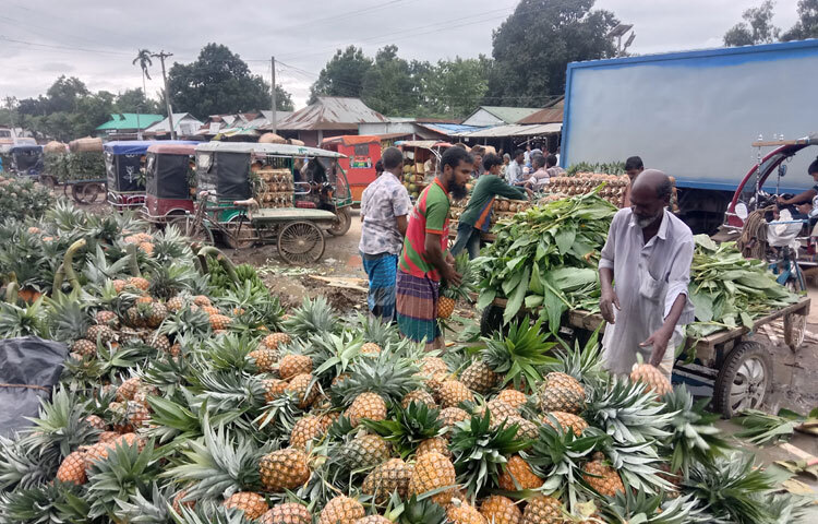 মধুপুর উপজেলার আউশনারা ইউনিয়নের ভেরেনা সাংমা ষাটের দশকের শেষদিকে ভারতের মেঘালয় থেকে কয়েকটি জায়ান্টকিউ জাতের আনারসের চারা আনেন। সেগুলো মধুপুর গড়ে রোপণ করেন। প্রথমবারেই ভালো ফলন হয়। খেতেও সুস্বাদু ছিল। পরে আরও বেশি জমিতে আনারস চাষ করেন। তার দেখাদেখি অন্যরাও আনারসের আবাদ করতে থাকেন। এরপর টাঙ্গাইলের মধুপুর গড়ের মাটি আনারস চাষে উপযোগী হওয়ায় দিন দিন বাড়ছে আনারস চাষাবাদ। ফলন বাড়ার সঙ্গে সঙ্গে কৃষকেরা লাভবান হচ্ছেন। মধুপুরের পাশাপাশি ঘাটাইলের পাহাড়ি এলাকায় আনারস প্রচুর চাষ হয়েছে।