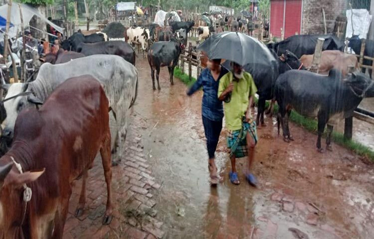 পিরোজপুরে জমতে শুরু করেছে কোরবানির পশুর হাট। তবে বৃষ্টিতে দুর্ভোগে পড়েছেন গরু ব্যবসায়ী ও ক্রেতারা। এতে হাট অনেকটা ক্রেতাশূন্য হয়ে পড়েছে। ছবি: মো. তরিকুল ইসলাম