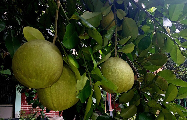 জাম্বুরায় থাকা ফাইবার বা খাদ্যআঁশ হজম ও কোষ্ঠকাঠিন্য প্রতিরোধে সহযোগিতা করে এবং খাদ্যনালীতে উপকারী ব্যাকটেরিয়ার পরিমাণ বাড়ায়।