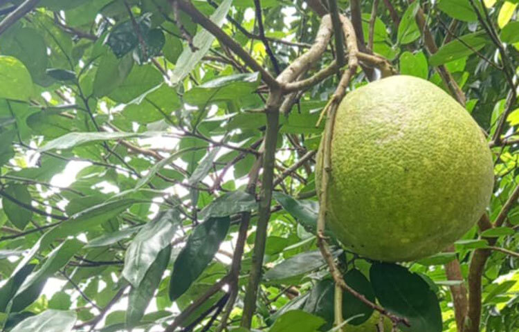 রক্তে খারাপ চর্বির পরিমাণ কমিয়ে হৃদযন্ত্রের স্বাস্থ্য সুরক্ষায়ও দারুণ উপকারী জাম্বুরা।