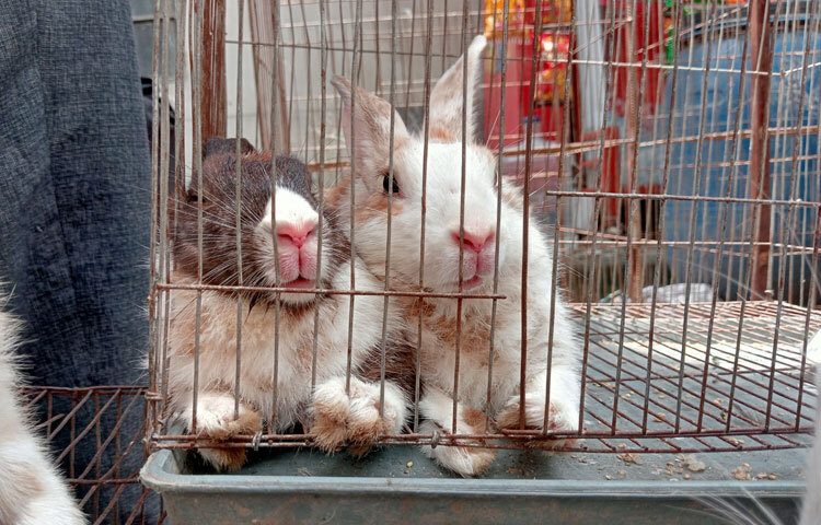 ছোট উদ্যোগটি মোটেও শখ নয় বরং গত তিন বছর ধরে নিয়মিত পরিশ্রম আর অধ্যবসায়ের ফসল। চাকরির পাশাপাশি খামার সামলানো সহজ কাজ নয়। তবুও তিনি দুটো দিকই দক্ষতার সঙ্গে মেলাতে শিখে গেছেন। তার এই কাজে পরিবারের সদস্যদের অবদানও অনেক। তারাও সহযোগিতা করেন।