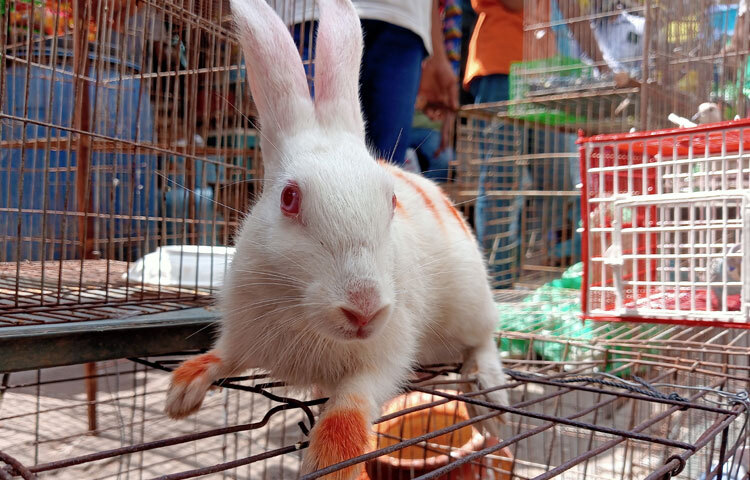 চাকরির পাশাপাশি অবসর সময় খামারেই কাটে তার। ছাদের ওপর গড়ে ওঠা এই ক্ষুদ্র খামারে তিনি পালন করছেন দেশি-বিদেশি প্রায় ৩০টি খরগোশ। বিদেশি জাতগুলোর মধ্যে জাপানি খরগোশই বেশি। খরগোশ ছাড়াও তার খামারে আছে দেশি মুরগি ও কিছু পাখি।