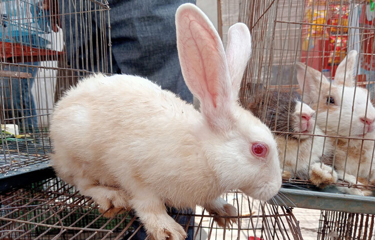 আগ্রহ নিয়ে বিক্রেতার সঙ্গে কথা বলতে বেরিয়ে আসে দারুণ এক উদ্যোক্তার গল্প। তার নাম মো. গগণ হাসান। গ্রামের বাড়ি বরিশালে হলেও বর্তমানে তিনি পরিবার নিয়ে আশুলিয়ায় একটি ভাড়া বাসায় বসবাস করছেন। জীবিকার তাগিদে সেখানকার একটি পোশাক কারখানায় চাকরি করেন। শুধু চাকরির আয়ে সীমাবদ্ধ থাকেননি গগণ, বাড়তি উপার্জনের আশায় ছাদ ভাড়া নিয়ে শুরু করেন একটি ছোট খামার। নিজের সীমিত সময় আর অদম্য ইচ্ছাশক্তিকে কাজে লাগিয়ে গড়ে তুলেছেন নতুন স্বপ্ন।