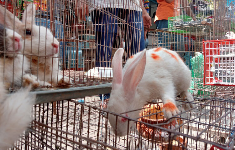 পাখির হাট ঘুরে হঠাৎ চোখে পড়ে এক কোণে রাখা দুটি খাঁচায়। আগ্রহ নিয়ে এগিয়ে গেলে দেখা যায়, খাঁচার ভেতরে কয়েকটি খরগোশ মেতে আছে দৌড়ঝাঁপে।