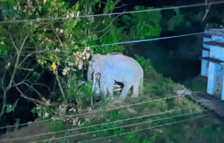 রাঙ্গামাটির কাপ্তাই পানিবিদ্যুৎ কেন্দ্রের অভ্যন্তরে বসবাসরত বাসিন্দারা হাতির আক্রমণের ভয়ে রাত কাটাচ্ছেন। সন্ধ্যা নামার পর পরই অজানা আতঙ্কে রাত পার করছেন তারা। ছবি: সাইফুল উদ্দীন