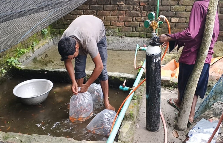 প্রথমদিকে তাকে নিয়ে অনেকেই হাসিঠাট্টা করলেও এখন তার সাফল্য দেখে অনুপ্রাণিত হচ্ছে আশপাশের তরুণরা। রঙিন মাছের এই ক্ষুদ্র জগৎই এখন সাগরের জীবনের বড় স্বপ্ন। যেখানে প্রতিটি মাছ যেন বলছে সাফল্যের পথ চাকরির খোঁজে নয়, সৃষ্টিশীলতার খোঁজে।