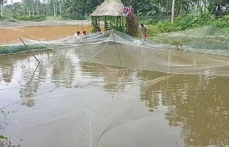 চাহিদা দেখে সাহস পান। তবে বড় পরিসরে যাওয়ার সিদ্ধান্তে পরিবারে শুরু হয় দ্বিধা-দ্বন্দ্ব। তবে হার মানেননি। এক পরিচিতার কাছ থেকে ২০ হাজার টাকা ধার নিয়ে বাড়ান ব্যবসার পরিধি। প্রশিক্ষণ না নিয়েও ইউটিউব দেখে দেখে রেণু উৎপাদন করেন। এরপর ৪৫ শতক জমির পুকুরে শুরু হয় নতুন যাত্রা। পরিবারের সহযোগিতা মেলে। আর সাফল্যও ধরা দেয় হাতে। মাত্র পাঁচ মাসে রঙিন মাছ বিক্রি করে ভালো লাভ হয়। তখন বুঝে যান-এই মাছ শুধু সৌন্দর্য নয়, অর্থনৈতিক মুক্তির পথও।