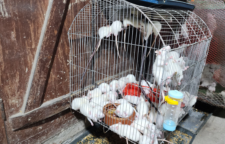 প্রশিক্ষণ ছাড়াই গুগল আর ইউটিউব দেখে সুইজারল্যান্ডের জনপ্রিয় ইঁদুরের জাত সুইস অ্যালবিনো পালন করে স্বাবলম্বী হয়েছেন লাবনী আক্তার।