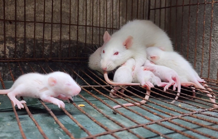 শুরুটা একটু ঝামেলার হলেও পরে গুগল আর ইউটিউব দেখে হয়ে ওঠেন পুরোদস্তুর ইঁদুর পালনকারী।