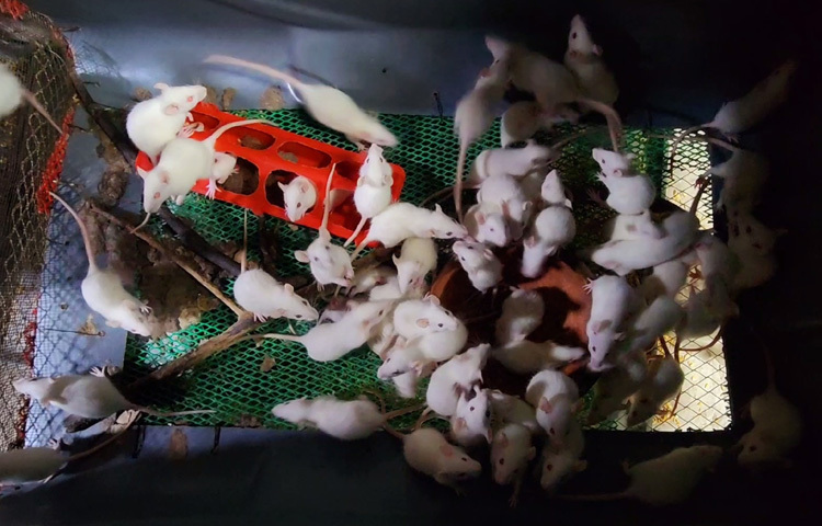 একবছর আগে স্বামী রাকিবুল ইসলাম ঢাকার কাঁটাবন থেকে চারটি ইঁদুর কিনে উপহার দেন। এ থেকেই তার খামারের যাত্রা শুরু।