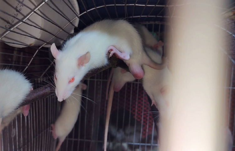 ২০১৬ সালে বিয়ের পর পুরোপুরি সংসার ও সন্তানদের দেখাশোনায় ব্যস্ত হয়ে পড়েন। মনের মধ্যে সব সময়ই ছিল স্বাবলম্বী হওয়ার ইচ্ছা।