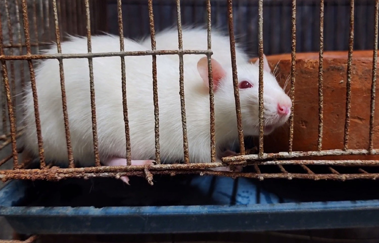 এ থেকে খরচ বাদ দিয়ে মাসে অন্তত ২০ হাজার টাকা আয় হয়। তার ইঁদুর ঢাকা, নারায়ণগঞ্জসহ বিভিন্ন জেলায় সৌখিন খামার এবং চিড়িয়াখানায় বিক্রি হয়।