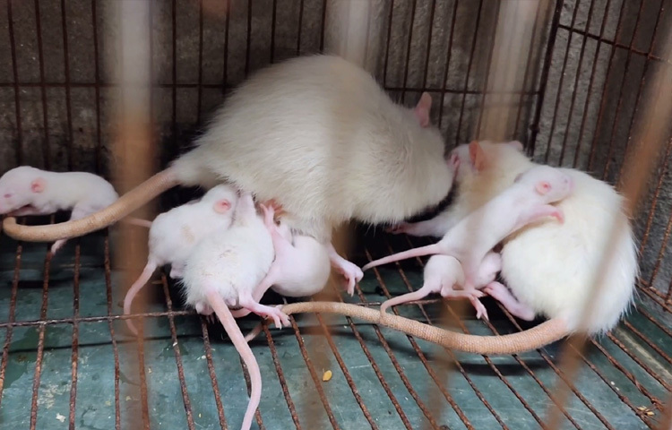 বর্তমানে ৪০টি প্যারেন্টস ইঁদুর প্রতি মাসে প্রায় ২০০টি বাচ্চা দেয়। যা তিনি গবেষণাগার এবং অন্যান্য খামারে বিক্রি করেন।