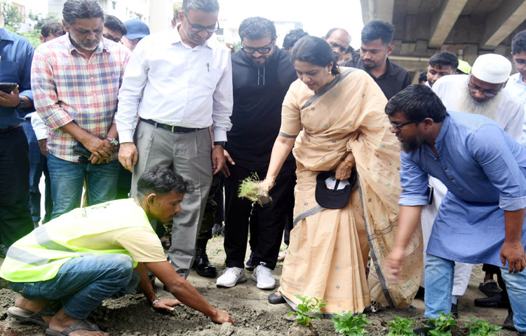 ঢাকায় বনানীর প্রধান সড়কের সড়ক বিভাজক ফুটপাতে ঘাস লাগানো কর্মসূচি উদ্বোধন করেন পরিবেশ, বন ও জলবায়ু পরিবর্তন উপদেষ্টা সৈয়দা রিজওয়ানা হাসান। ছবি: পিআইডি
