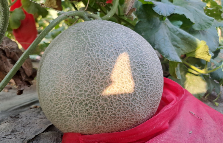 উপজেলা কৃষি অফিস জানায়, মধ্যপ্রাচ্যে বেশ জনপ্রিয় ফল ‘সাম্মাম’, যা বাংলাদেশে ‘রকমেলন’ নামেও পরিচিত। মরুভূমির ফল হলেও এখন এটি দেশের মাটিতেও চাষ হচ্ছে। ছবি: মো. নাসিম উদ্দিন