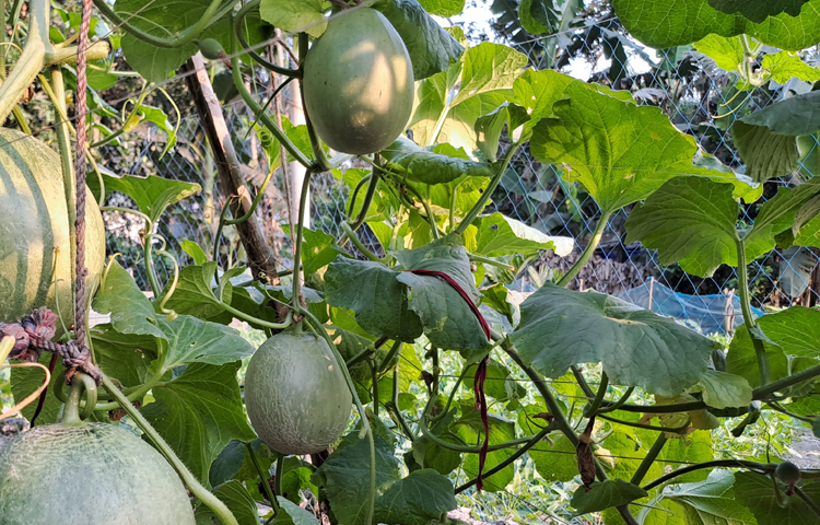 কৃষি বিভাগের নিয়মিত পরামর্শে দিনদিন আগ্রহ বাড়ছে। ছাত্রাবস্থায় কাজ করছি তাই স্বল্প সুদে ঋণ চাইছি। এতে ভবিষ্যতে বড় পরিসরে চাষাবাদ করতে পারবো। ছবি: মো. নাসিম উদ্দিন