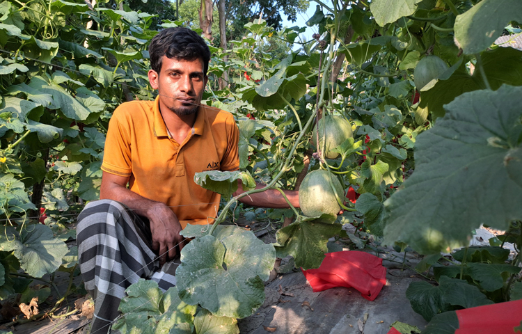 এছাড়া খুবই সামান্য পরিমাণে সার ও কীটনাশক ব্যবহার করে কম খরচে বেশি ফলন আসে। তাই তরুণ উদ্যোক্তারা দিনদিন এটি চাষাবাদে ঝুঁকে পড়ছেন। এতে দেশের বেকার সমস্যা দূরীকরণের পাশাপাশি দেশের কৃষি বিভাগ এগিয়ে যাচ্ছে। ছবি: মো. নাসিম উদ্দিন