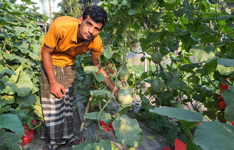 তারিকুল জামালপুরের সরিষাবাড়ী পৌরসভার সাতপোয়া দক্ষিণ পাড়া গ্রামের আব্দুল হাকিমের ছেলে। তিনি সরিষাবাড়ী অনার্স কলেজের তৃতীয় বর্ষের শিক্ষার্থী। পড়াশোনার পাশাপাশি ইউটিউব দেখে তিনি এটি চাষাবাদে উদ্যোগী হয়েছেন। ছবি: মো. নাসিম উদ্দিন