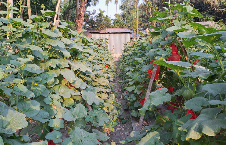 মালচিং পদ্ধতিতে সাম্মাম চাষ করা হয়। চারা রোপণের ৬০-৭০ দিনে এ ফল সংগ্রহ করা যায়। একটি পরিপক্ব সাম্মামের ওজন প্রায় ২ থেকে আড়াই কেজি হয়ে থাকে। ছবি: মো. নাসিম উদ্দিন