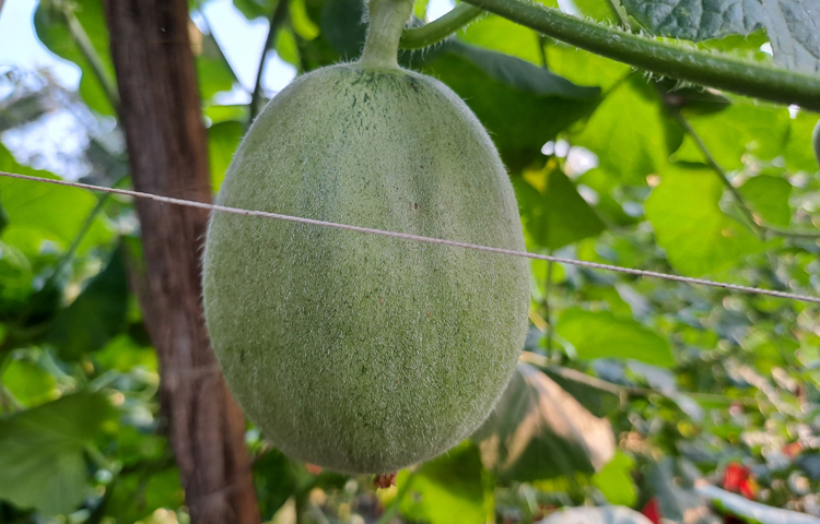 উদ্যোক্তা তারিকুল ইসলাম তারেক বলেন, ইউটিউব দেখে এটি চাষে উদ্বুদ্ধ হই। ৪ শতক জমিতে ৪-৫ হাজার টাকা খরচ হয়েছে। প্রথমবারে ফলনও ভালো হয়েছে। বর্তমান বাজারমূল্যে প্রায় অর্ধ লক্ষাধিক টাকার ফল বিক্রির সম্ভাবনা রয়েছে। ছবি: মো. নাসিম উদ্দিন