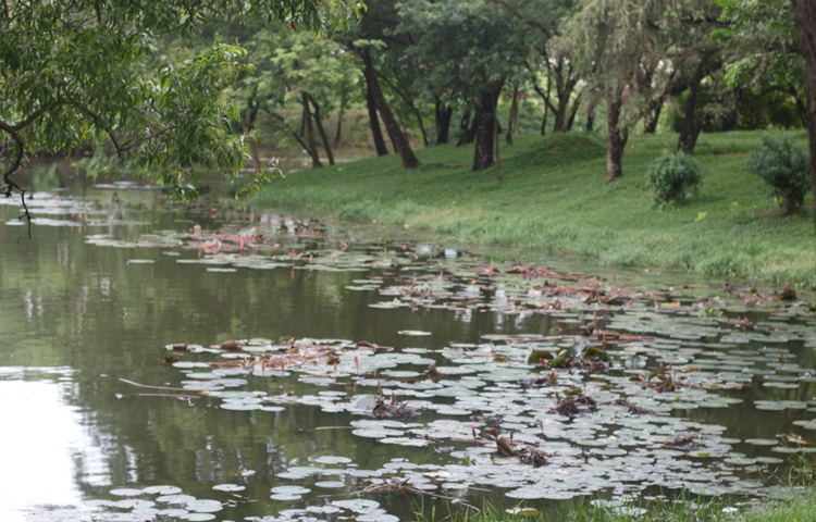 স্মৃতিসৌধ শুধু ইতিহাসের নয়, প্রকৃতিরও এক অপূর্ব মেলবন্ধন। বিস্তীর্ণ সবুজ মাঠ, জলাধার, ছায়াঘেরা গাছপালা ও শান্ত পরিবেশ আপনাকে এনে দেবে এক ধরনের মানসিক প্রশান্তি।