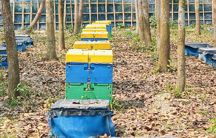 কালোজিরার ফুলকে কেন্দ্র করে জমিগুলোর পাশেই বসানো হয়েছে মৌবাক্স।