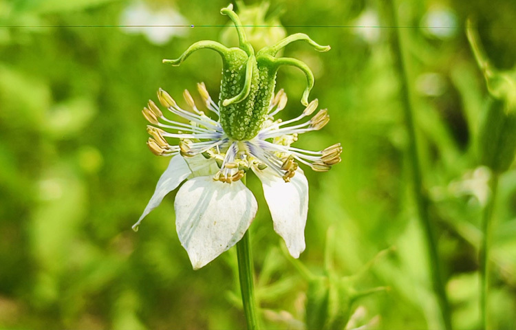 চলতি মৌসুমে কালোজিরার মধু আহরণের জন্য ২ হাজার ১০টি মৌবাক্স বসানো হয়েছে। এ থেকে মধু উৎপাদনে লক্ষ্যমাত্রা আছে ৯ হাজার ৬৫০ কেজি।