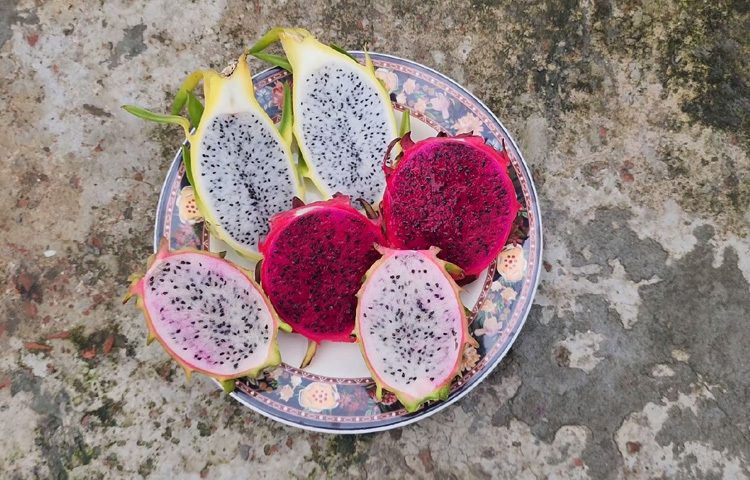 বিগ পিংক, ব্রুনি বারি-১, পার্পেল হার্জ, থাই রেড, কনি মায়ের, রেড ভেলভেট, অজি গোল্ড-এমন বাহারি নামের ড্রাগন ফল এখন হিমেলের বাগানের অহংকার। ফলের স্বাদেও রয়েছে বৈচিত্র্য কোনোটা মিষ্টি, কোনোটা টক-মিষ্টি, আবার কোনোটা এতটাই রসালো যে মুখেই গলে যায়!