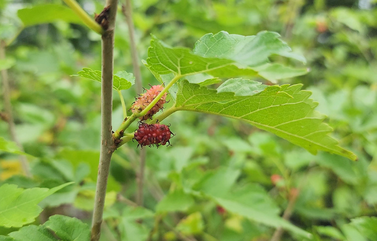 ছাদ বাগান মানে শুধু সবুজ নয়, হতে পারে সম্ভাবনার বিশাল দিগন্ত, হিমেল মোল্লা যেন সেই কথাই প্রমাণ করে চলেছেন।