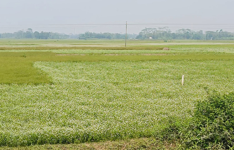 বর্তমানে জেলার বিস্তীর্ণ মাঠে কালোজিরা চাষ করা হচ্ছে।