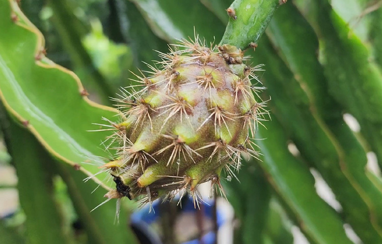 ছোট্ট এই ছাদবাগানে এখন শোভা পাচ্ছে ৬০ প্রজাতির ড্রাগন ফল গাছ, যার ৩০টির বেশি থেকে এরইমধ্যে ফল আসছে।