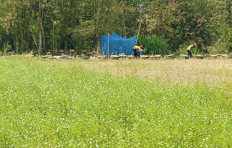 জেলা কৃষি সম্প্রসারণ অধিদপ্তর জানায়, শরীয়তপুর জেলা কলোজিরা চাষের জন্য বিখ্যাত। জেলার ৬টি উপজেলায় কম-বেশি কালোজিরা চাষ হয়।