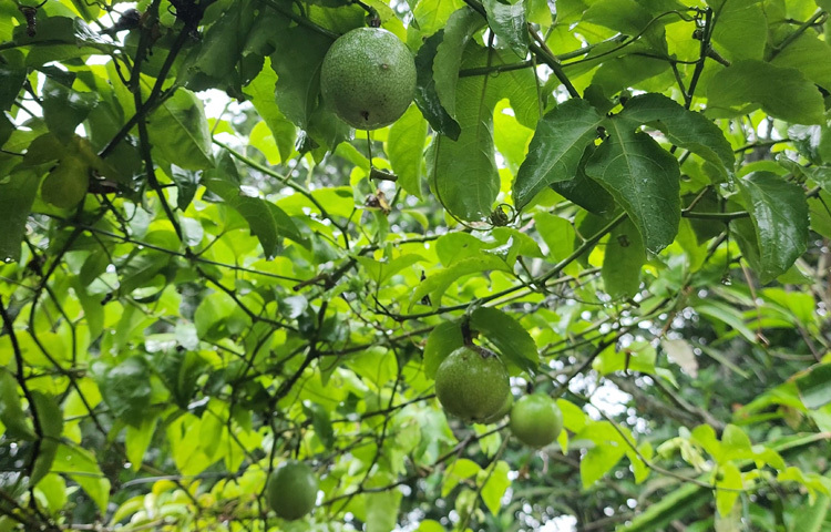 পাশাপাশি চাষ করছেন পাহাড়ি ফল ‘প্যাশন’, মালবেরি আর আঙুরের মতো নানা ফলজ গাছ।