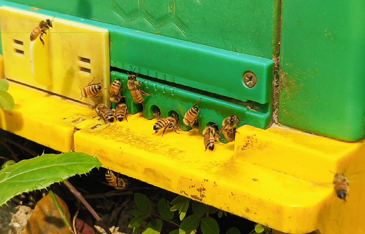 কালোজিরার মধু আহরণ ভালো হওয়ায়, তুলনামূলক দাম বেশি পাওয়ায় খুশি বিভিন্ন জেলা থেকে আসা খামারিরা।