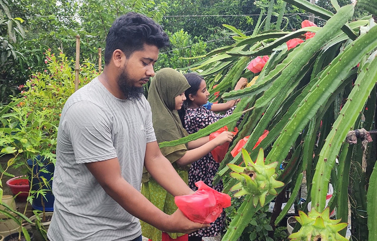 বাড়ির ছাদে গাছ লাগিয়েই বাজিমাত করেছেন ২৬ বছর বয়সী হিমেল মোল্লা।