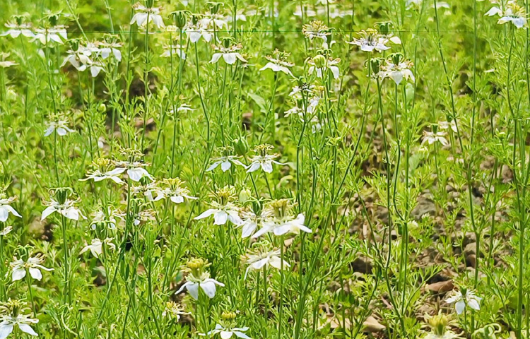 ওষুধি গুণসম্পন্ন হওয়ায় অন্য মধুর চেয়ে কালোজিরার মধুর বাজার দাম ভালো পাচ্ছেন তারা।