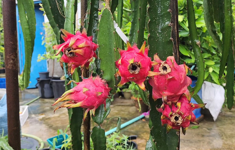 প্রথমদিকে বাবা রাজি ছিলেন না। ‘ছাদ নষ্ট হবে’-এই ছিল আপত্তি। কিন্তু হিমেলের আগ্রহে হার মানেন তিনিও। এখন ছেলের সাফল্যে গর্বে বুক ফুলে ওঠে বাবা হায়দার মোল্লার।