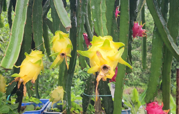 জেলা কৃষি সম্প্রসারণ অধিদপ্তরের অতিরিক্ত উপপরিচালক মোহাম্মদ রিয়াজুর রহমান বলেন, ‘এই তরুণের কাজ প্রশংসনীয়। বাণিজ্যিক উদ্যোগে পাশে থাকবে কৃষি বিভাগ।’