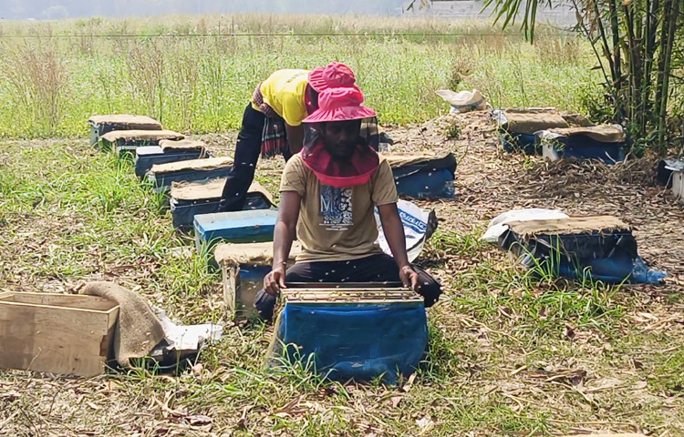 জমির পাশে মৌবাক্স বসানোয় বেড়েছে ফসলের উৎপাদন।