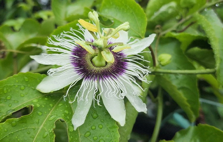 আরও বড় হওয়ার স্বপ্ন দেখেন হিমেল। বলেন, ‘সরকারি সহযোগিতা পেলে আরও বড় পরিসরে বাণিজ্যিকভাবে ড্রাগন আর প্যাশন চাষ করতে চাই।’