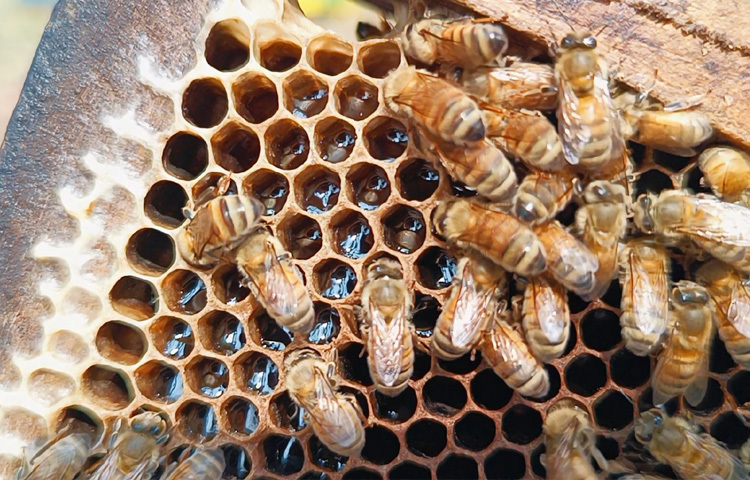 চাষিরা ব্যস্ত সময় পার করছেন পরিচর্যা ও মধু আহরণে।