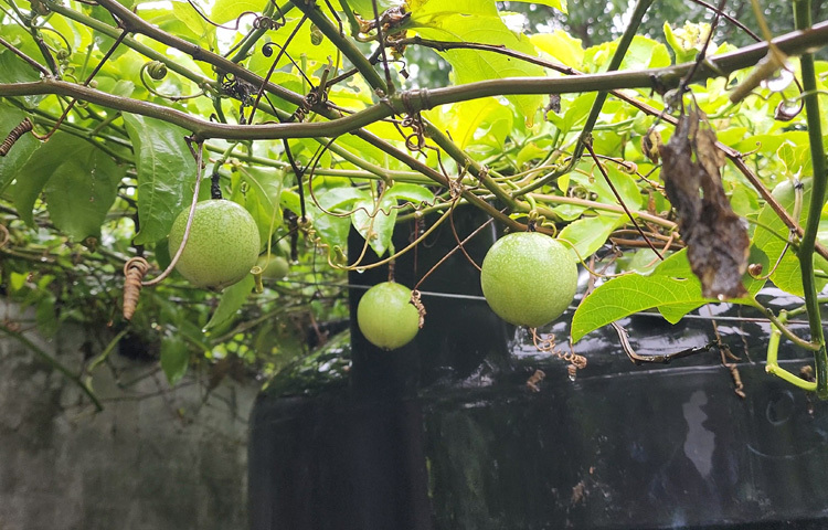 তরুণ উদ্যোক্তা হিসেবে হিমেল এখন অনেকের অনুপ্রেরণা। তার ছাদবাগান দেখে প্রতিবেশী তরুণরাও আগ্রহী হয়ে উঠেছেন সবুজের পথে হাঁটতে।