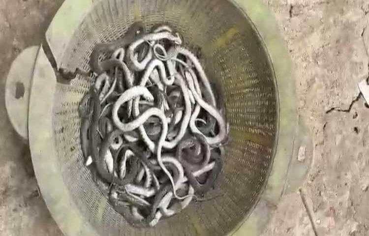 চট্টগ্রামের মিরসরাইয়ে একটি বসতঘর থেকে ৬৯টি গোখরা সাপের বাচ্চা পাওয়া গেছে। সাপ আতঙ্কে দিন কাটছে ওই পরিবারের সদস্যদের। ছবি: এম মাঈন উদ্দিন