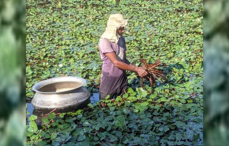 পানি যত বেশি হয়; ফলন তত ভালো হয় বলে জানান চাষিরা। চরশেরপুরের চাষি সদাগর মিয়া বলেন, ‘আমাদের এখানে ইটভাটায় মাটি বিক্রি করা জমিতে আবাদ হয় না। আবার মাছও চাষ করার উপযোগী না। সেই জমিতে আমি পানিফল চাষ করে বেশ লাভবান হয়েছি।’