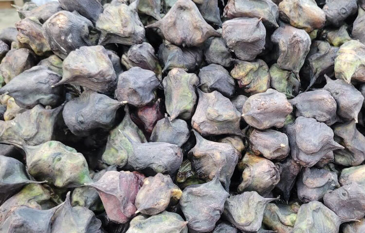 শেরপুর জেলা কৃষি সম্প্রসারণ অধিদপ্তরের উপ-পরিচালক কৃষিবিদ মোহাম্মদ সাখাওয়াত হোসেন জাগো নিউজকে বলেন, ‘পানিফল স্বল্পমেয়াদি অর্থকরী ফসল। ফলটি চাষে পোকার আক্রমণ কম। তাই রাসায়নিক সার ও কীটনাশক মুক্ত হওয়ায় এটি নিরাপদ।’