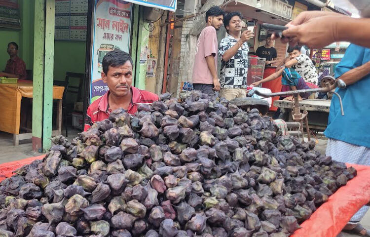 চাষিরা জানান, পানিফলের ফলন আসে প্রায় ৩ মাস বয়সে। এরপর আরও ৩ মাস ধরে ফলন পাওয়া যায়। মোট ৬ মাসে বিঘাপ্রতি ১০-১২ হাজার টাকা খরচ হয়। এতে ৫০ হাজার টাকার মতো ফল বিক্রি করা যায়। তাছাড়া ডোবা, বদ্ধ জলাশয় বা মাছের ঘেরেও ফলটি চাষ করা যায়। পানিফল কচি অবস্থায় লাল রঙের হয়। পরে সবুজ ও পরিপক্ব হলে কালো রং ধারণ করে।